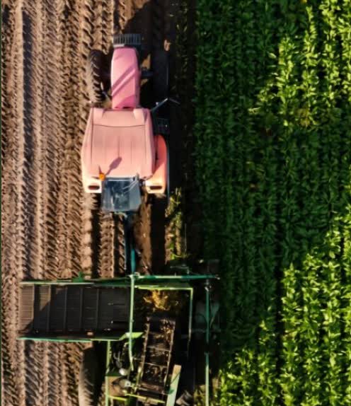 Aerial view of cultivated field rows