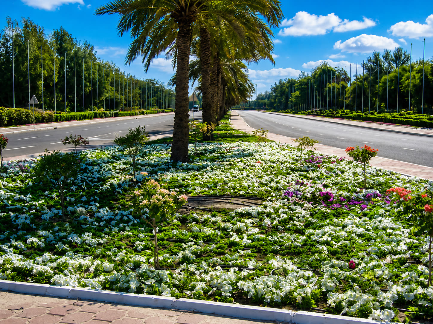 White flowering beds along the palace boulevard median