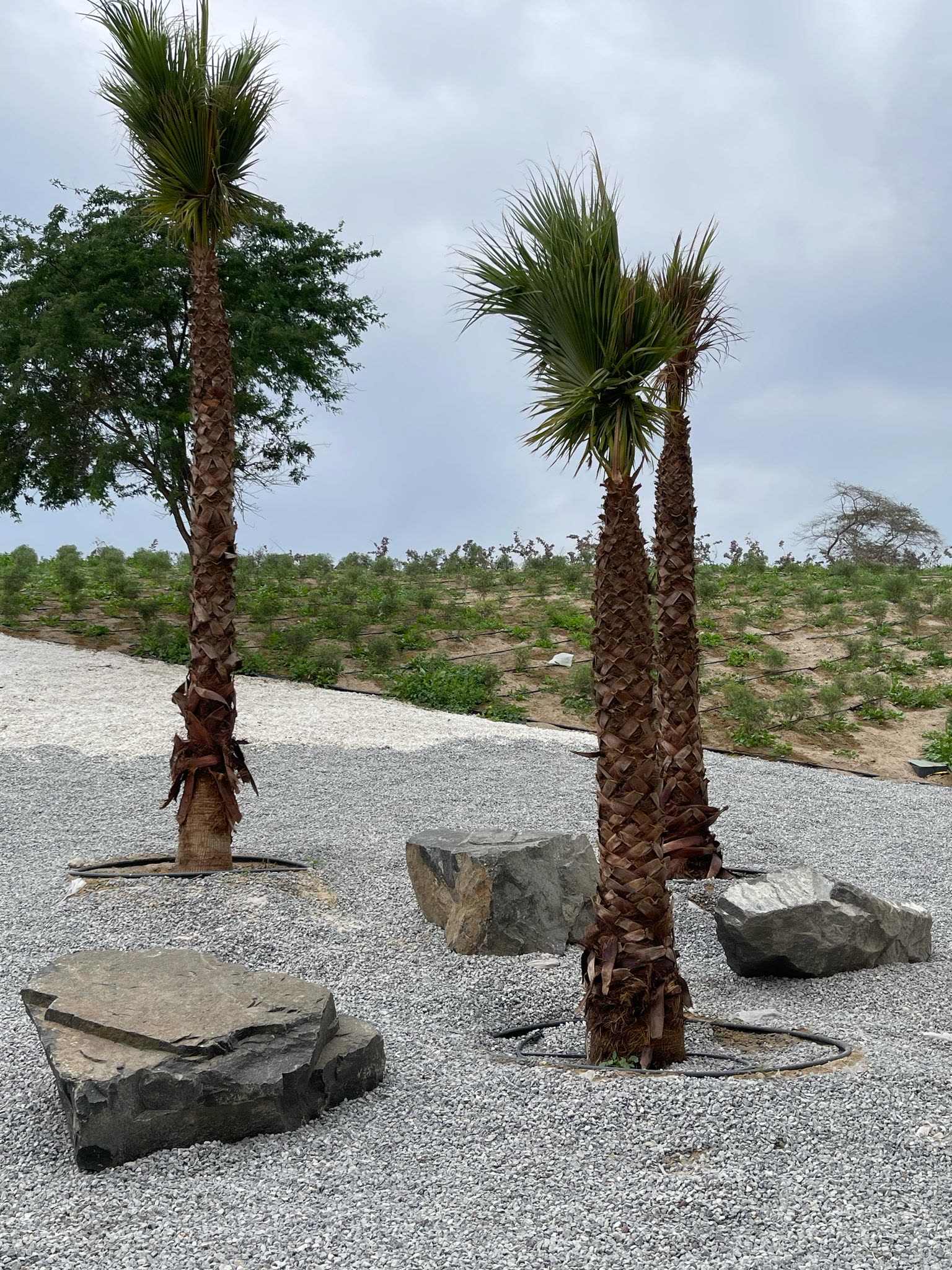 Young palms set among rock features