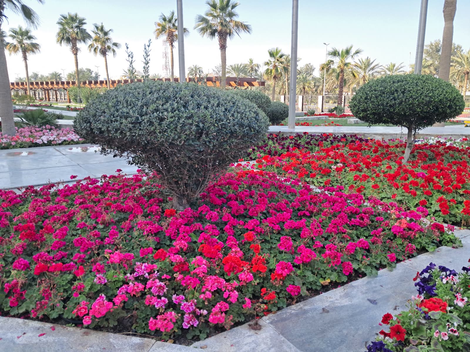 Topiary set among red and pink flower beds