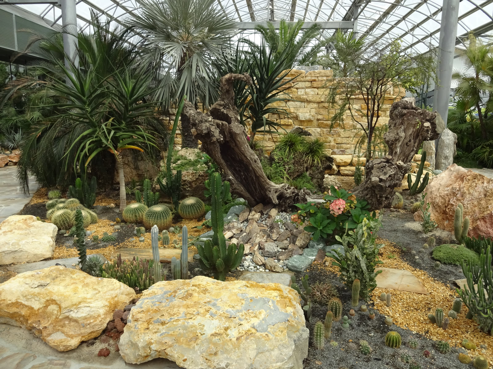 Desert and cactus collection in the greenhouse