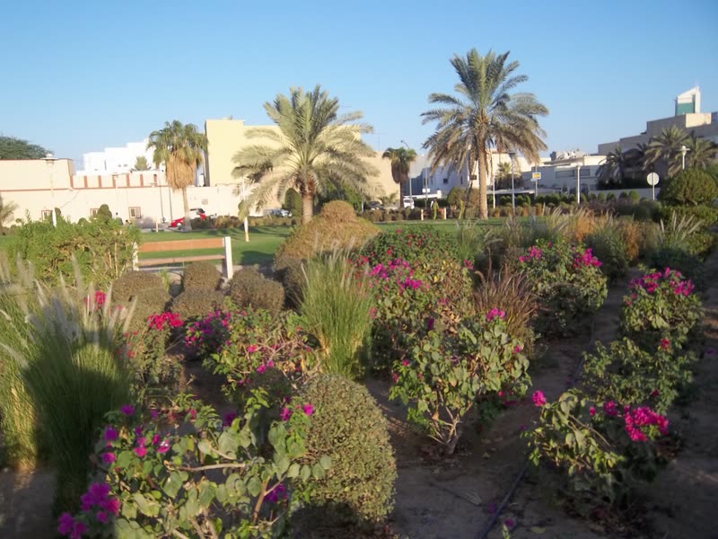 Rose and bougainvillea beds in the gardens
