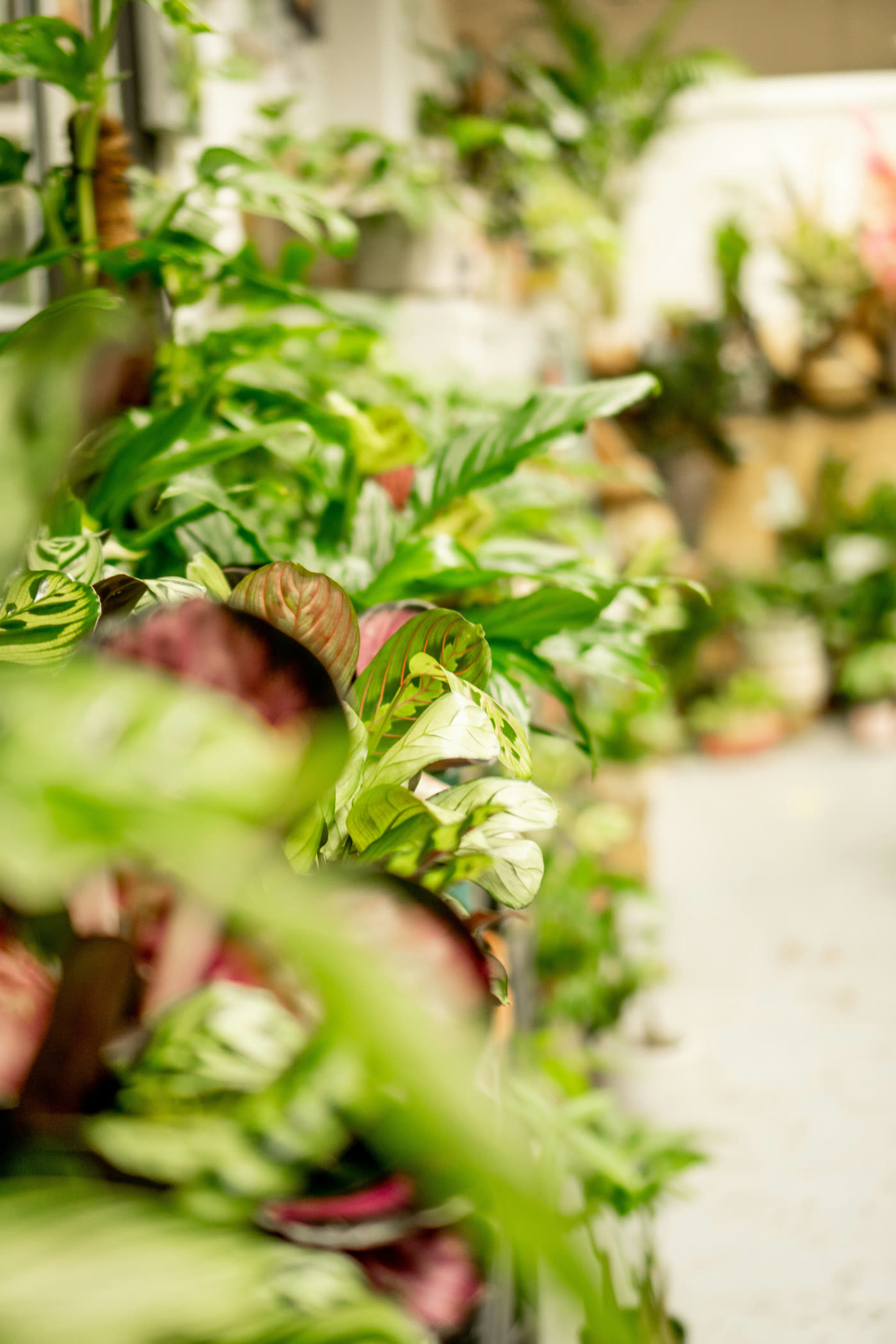 Lush plants at the Greenfields retail garden center
