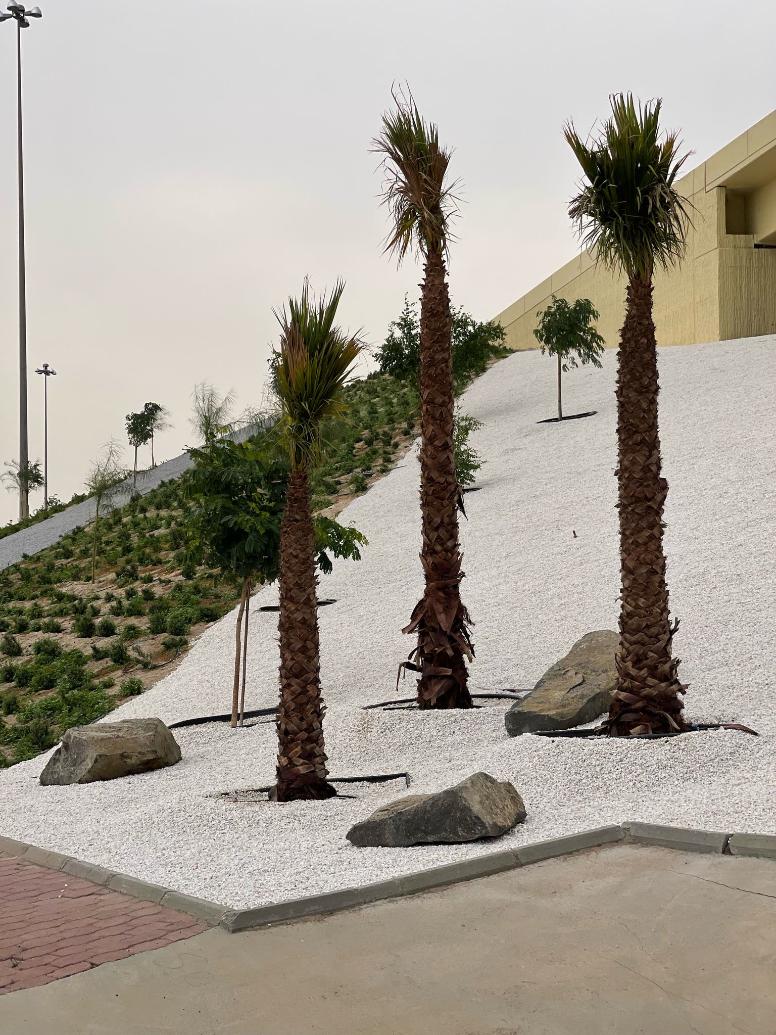 Palms planted on a gravelled embankment