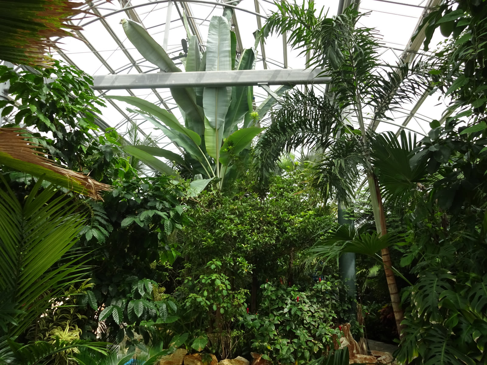 Tropical plantings inside the botanical garden conservatory
