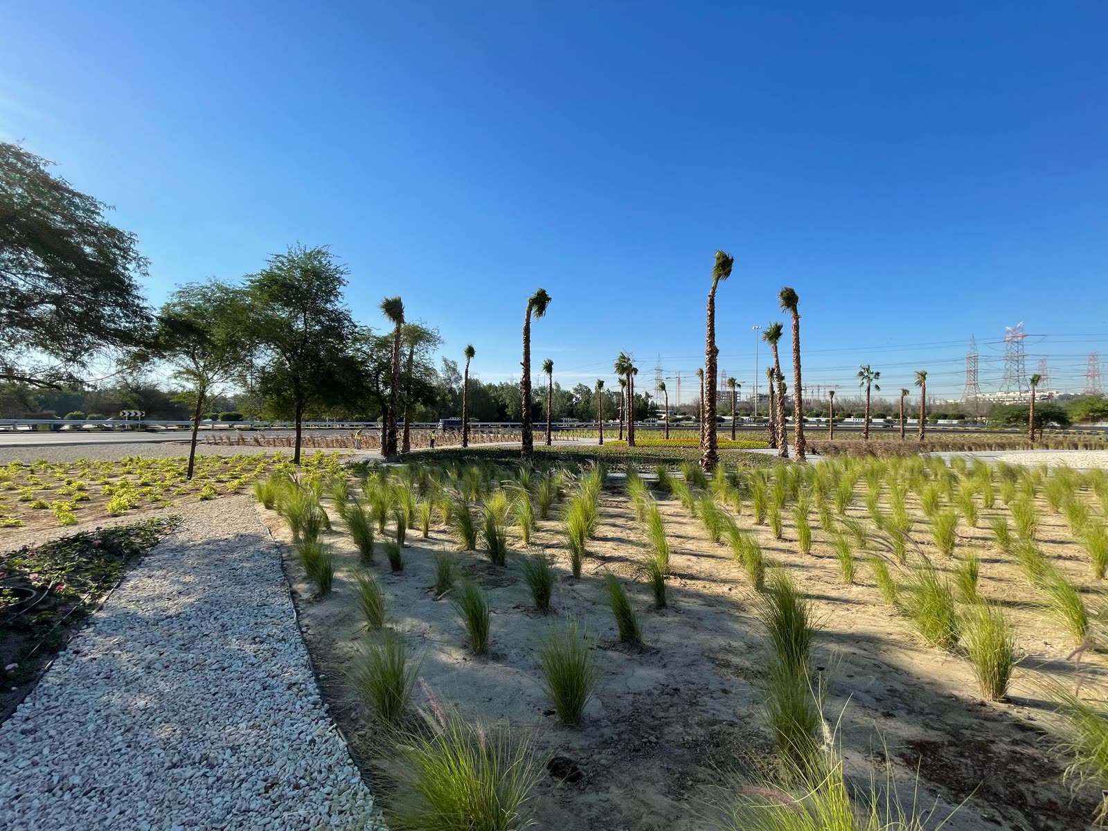Rows of grasses and palms establishing along the route