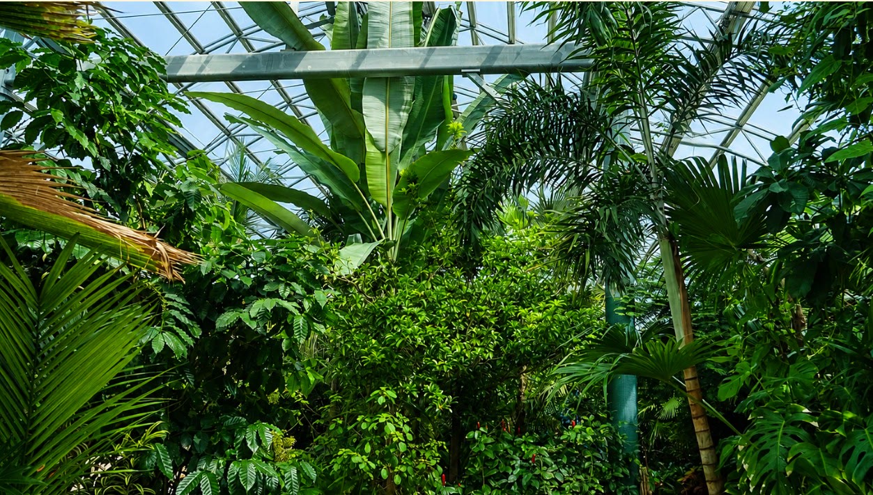 Tropical planting inside the glasshouse