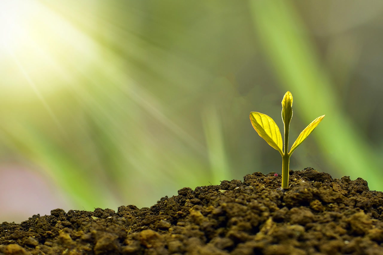 Young green plant growing from soil in warm sunlight